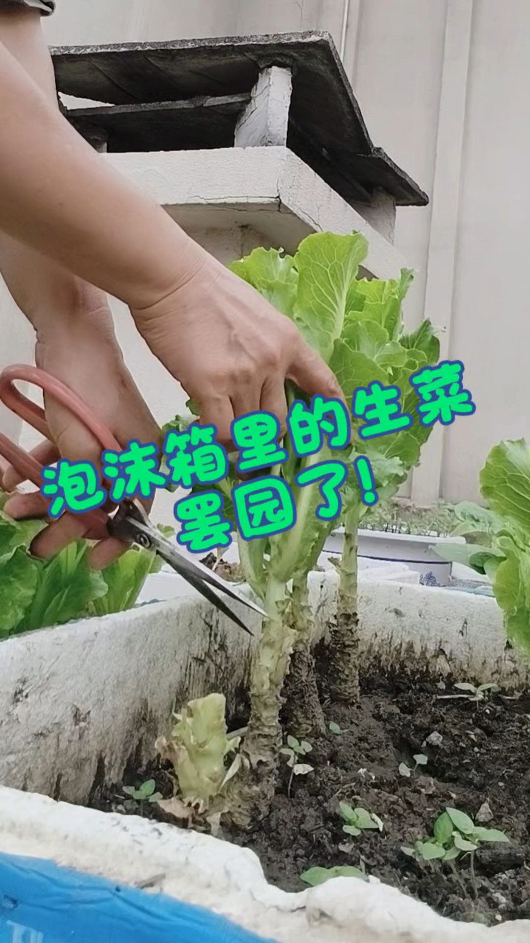 还以为夏天生菜正常生长,只是口感苦而已。原来天太热是不长的。