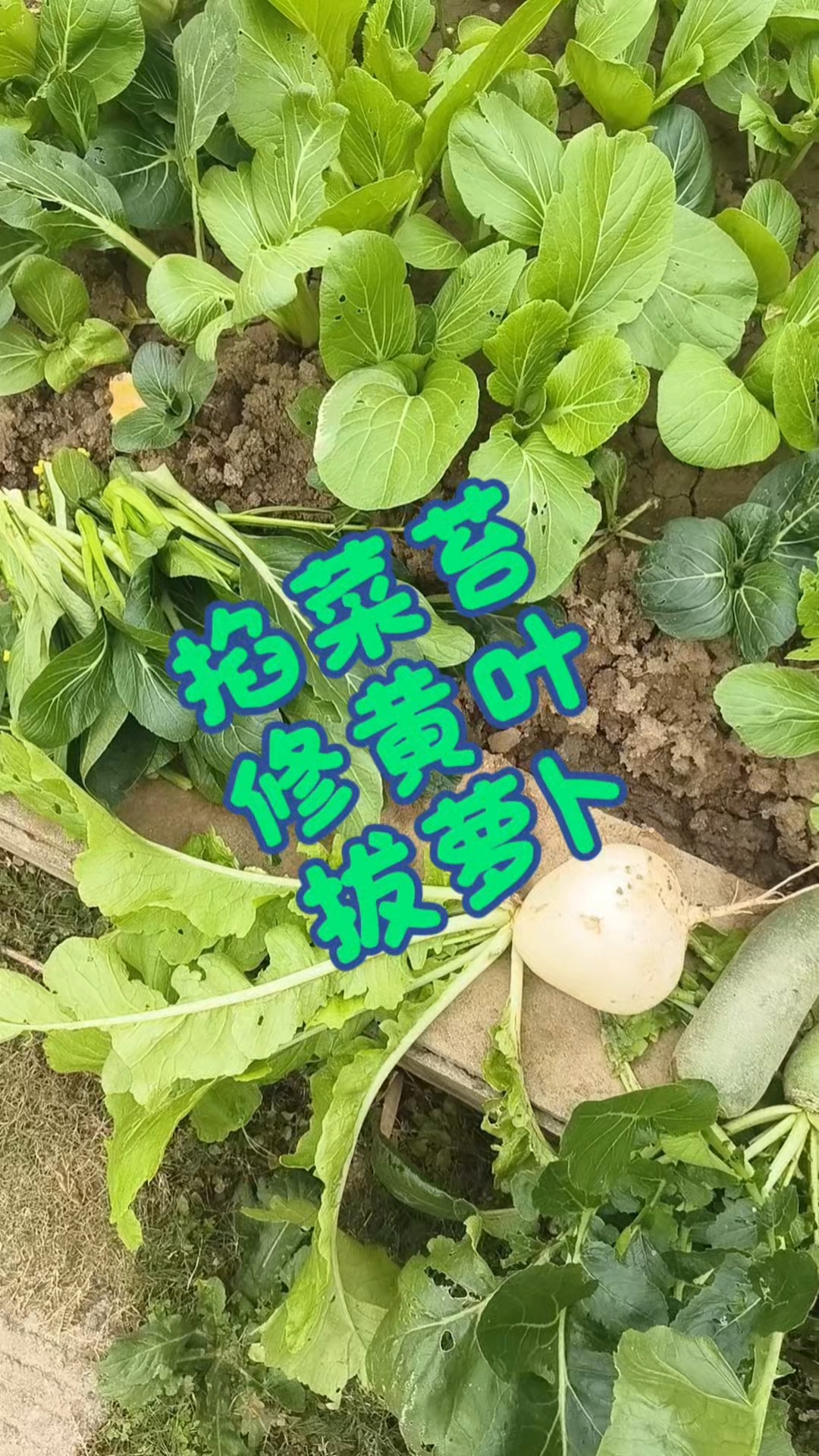 初冬的菜地里没有播种只有采收，各种各样蔬菜的采收，收获满满!