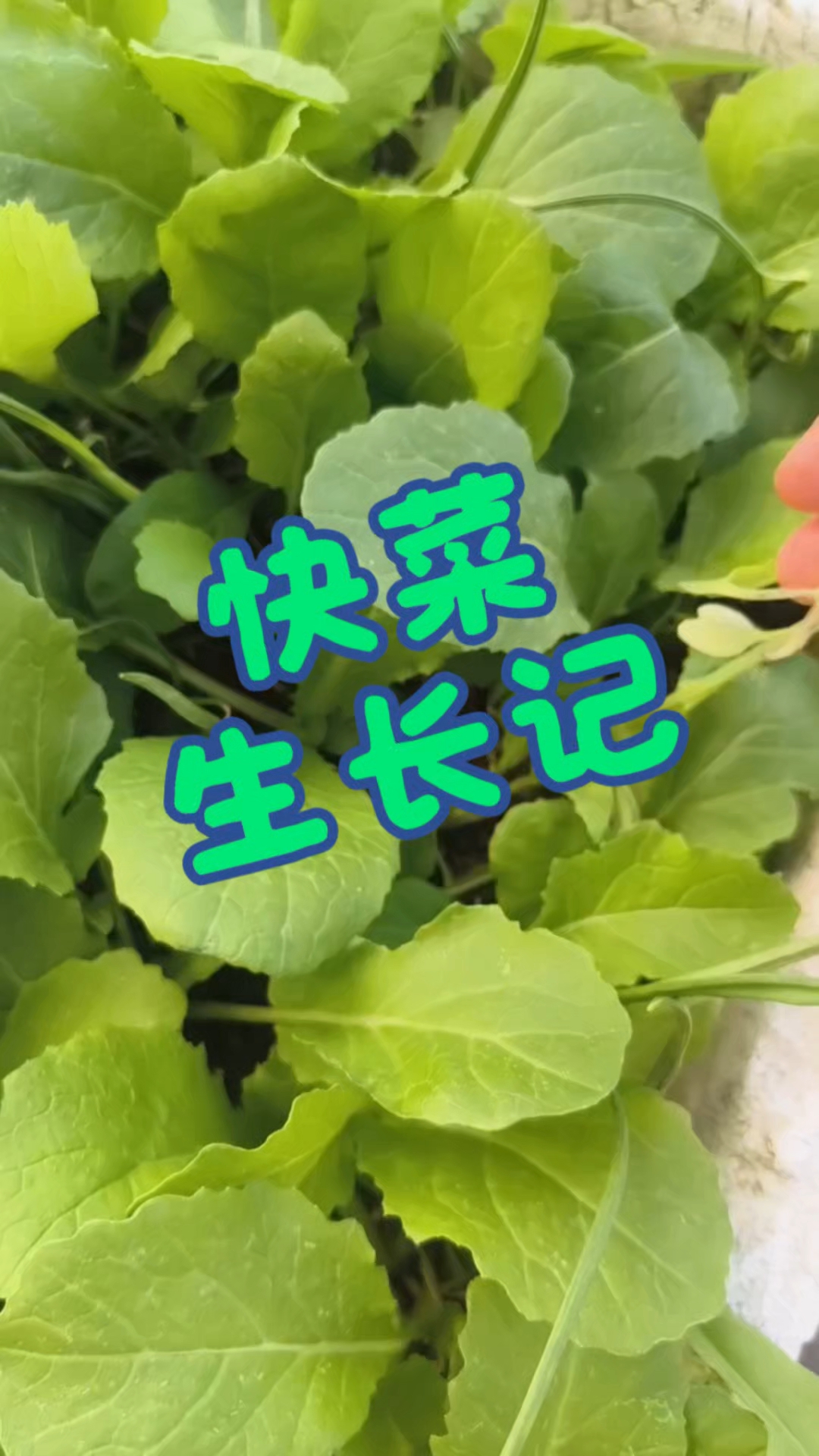 四季奶油小白菜,很嫩的。