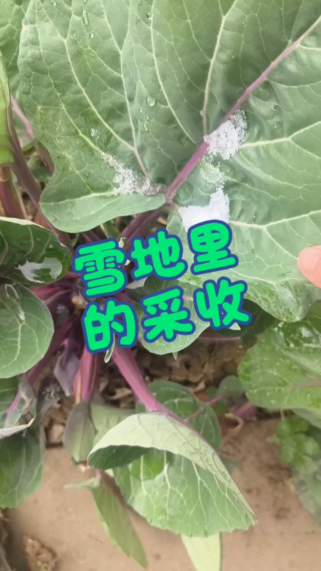 雪地里的采收,别有一番滋味在心头。上海青苏州青红菜苔大蒜苗。