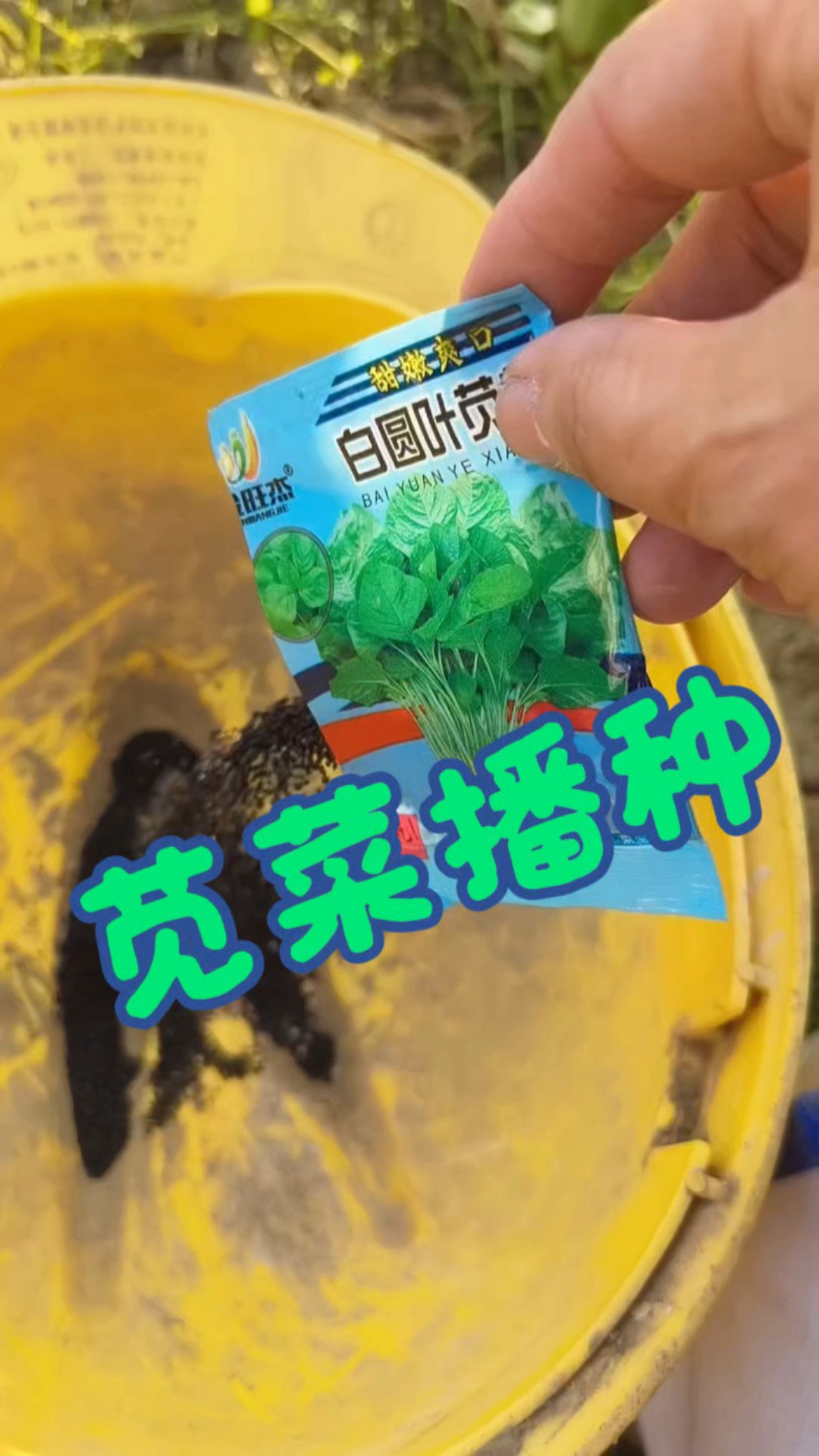 苋菜种完,菜地算是全部种满啦!