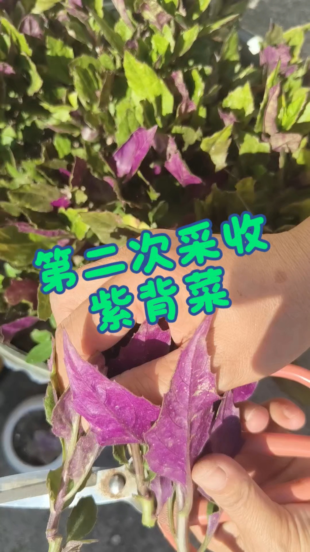 紫背菜是好吃的菜,就是这产量一个月才能剪一次实在是太低了。