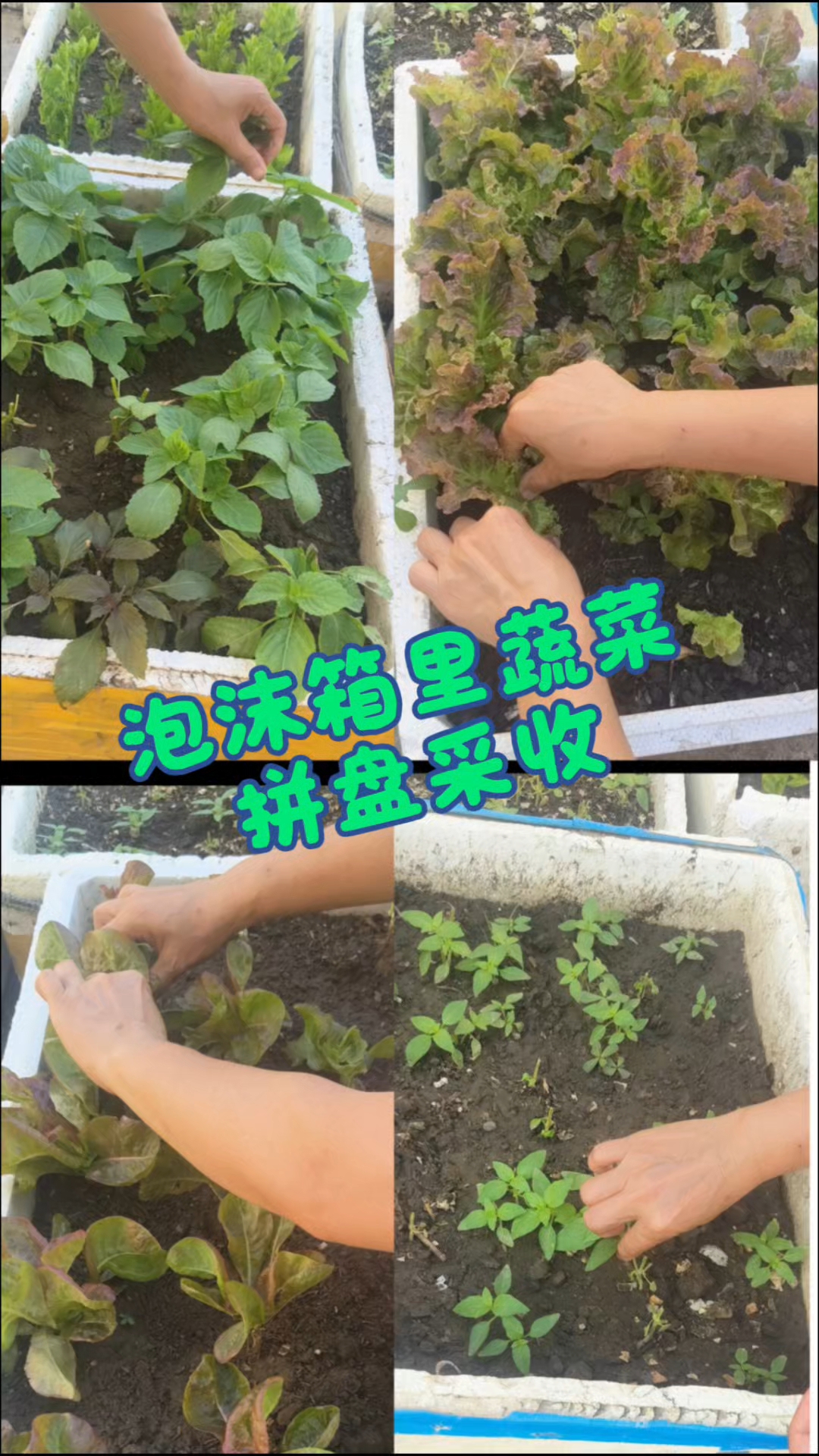 拼盘采收蔬菜再现江湖!第二次了,泡沫箱种植的菜友们可感同身受