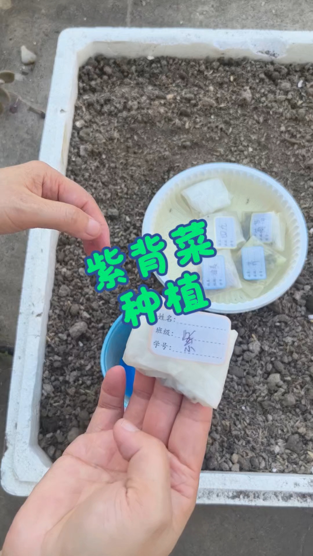 上半年买苗种过紫背菜，但收成少没实现自由，希望这次育苗成功