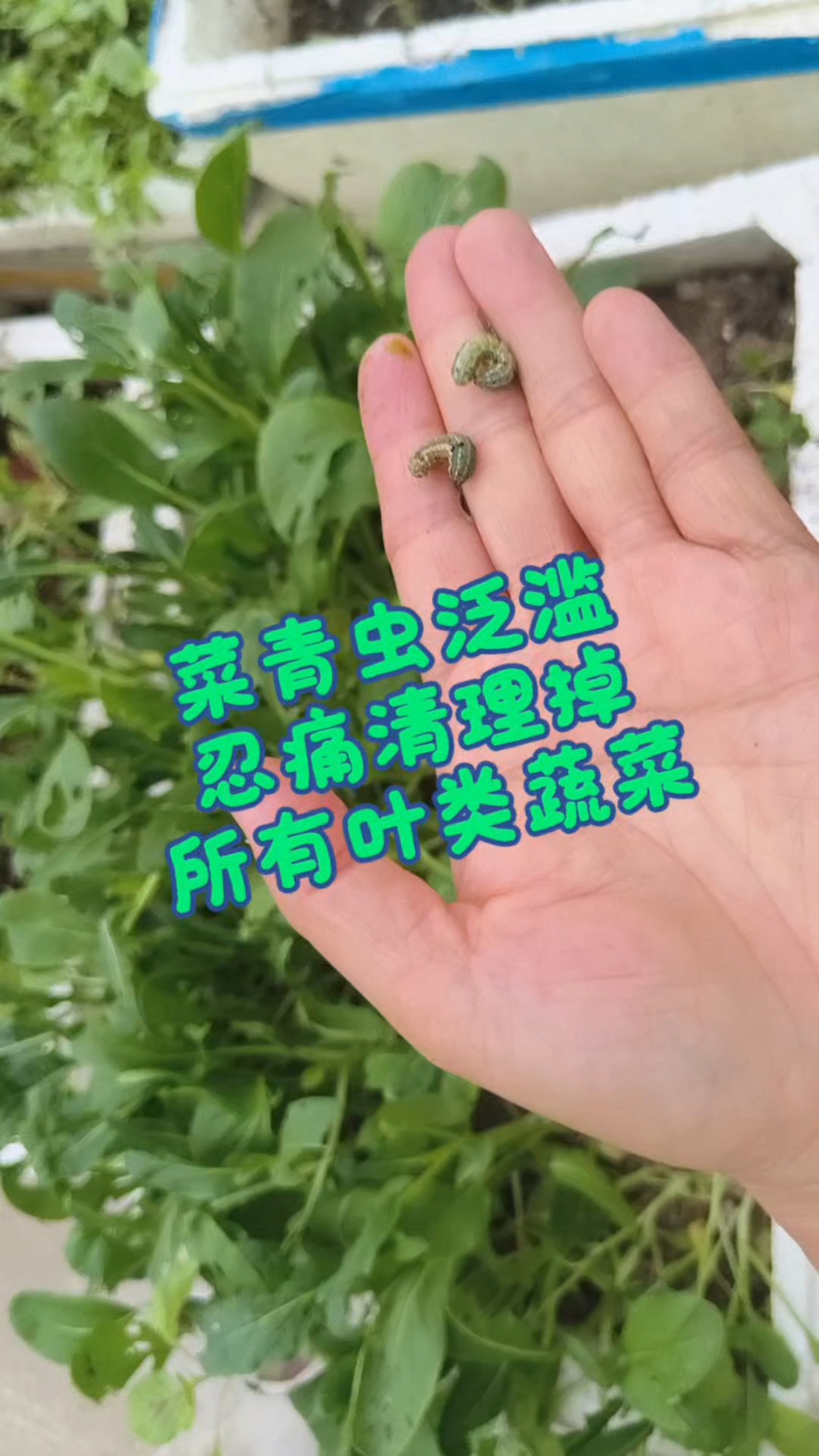 一夜之间黑青色的菜虫泛滥,像蝗虫一样,所到之处,片甲不留!