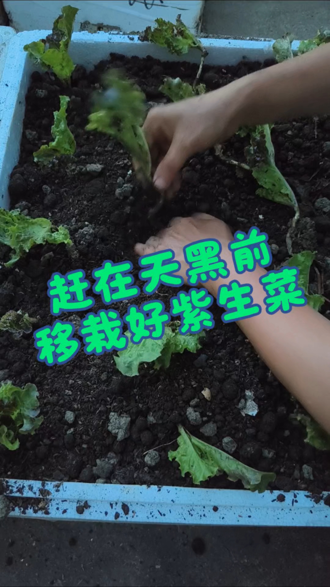 新发现:紫色蔬菜耐高温强些,种过的有紫生菜、紫色拉菜、紫青菜
