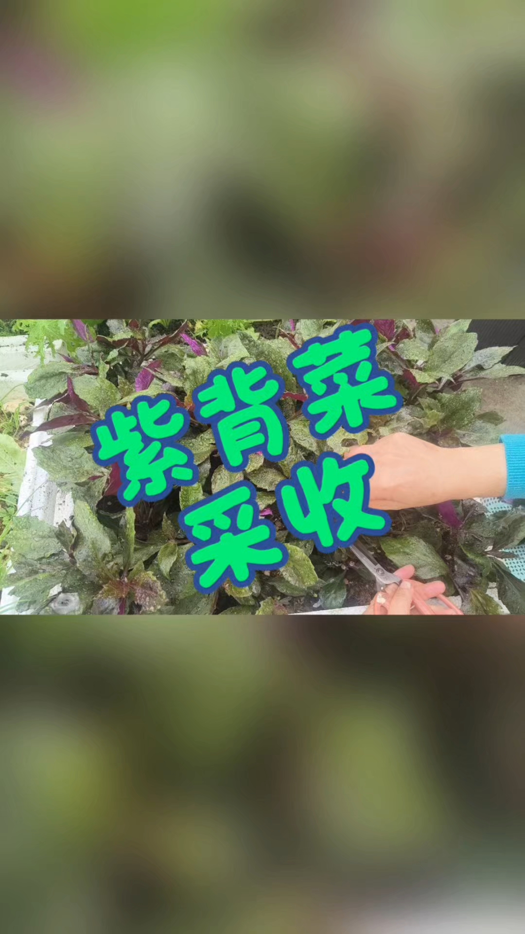现在不光是实现紫背菜自由，是吃不完！吃不完！根本吃不完啊！