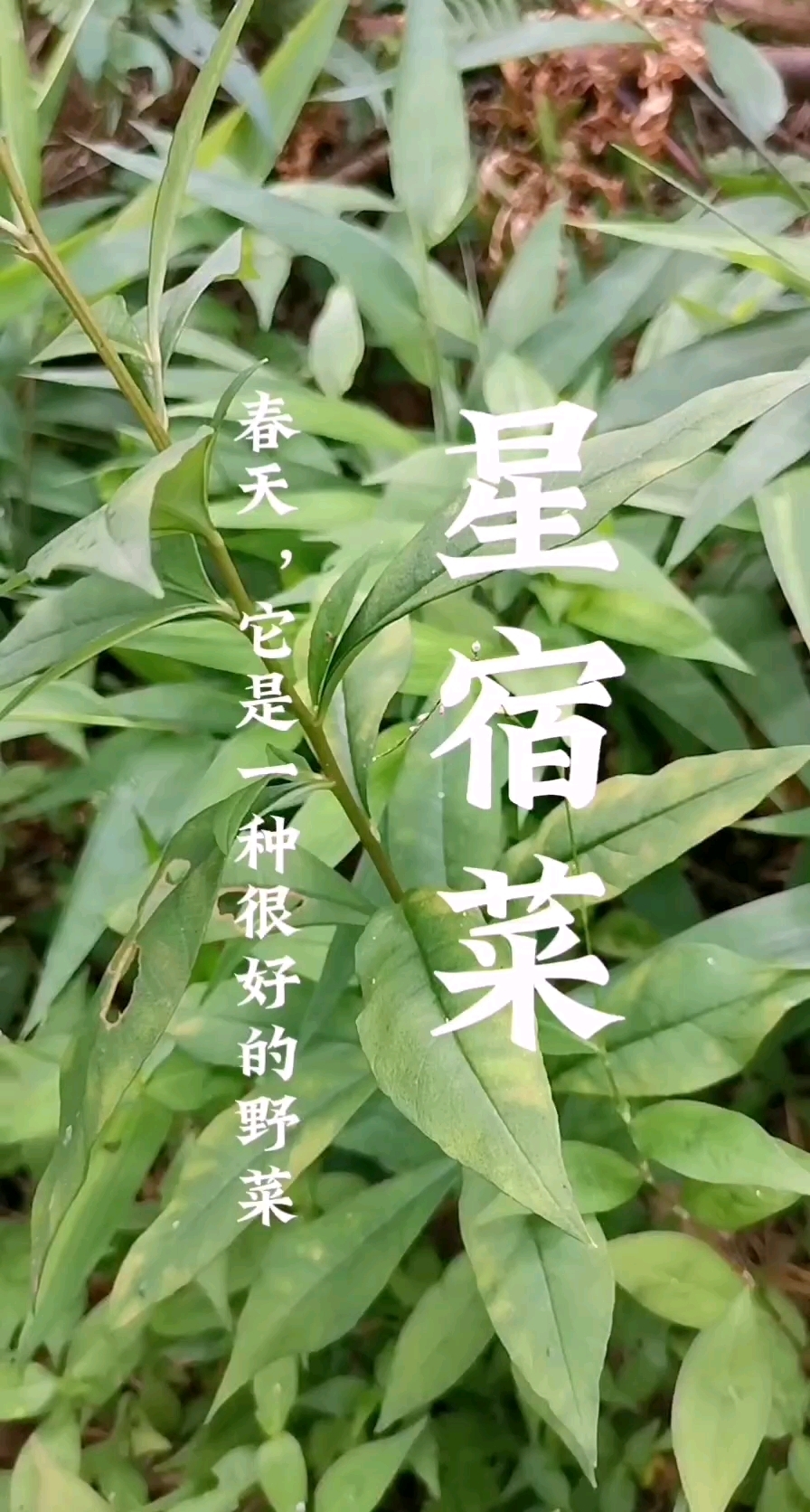 星宿菜,红根菜,这种野菜大家认识吗?