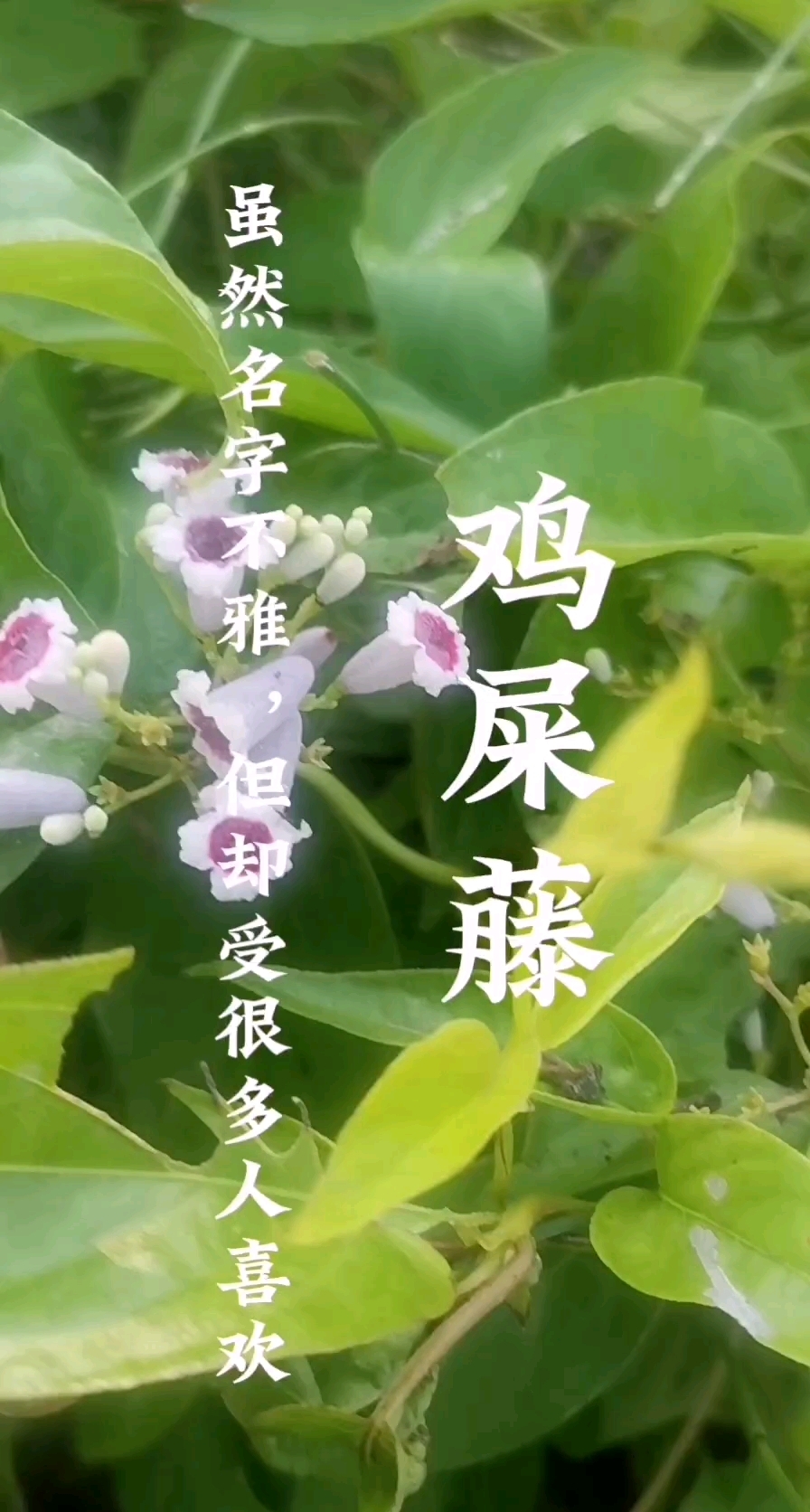 鸡屎藤,虽然名字不好听,但它的作用可不少。