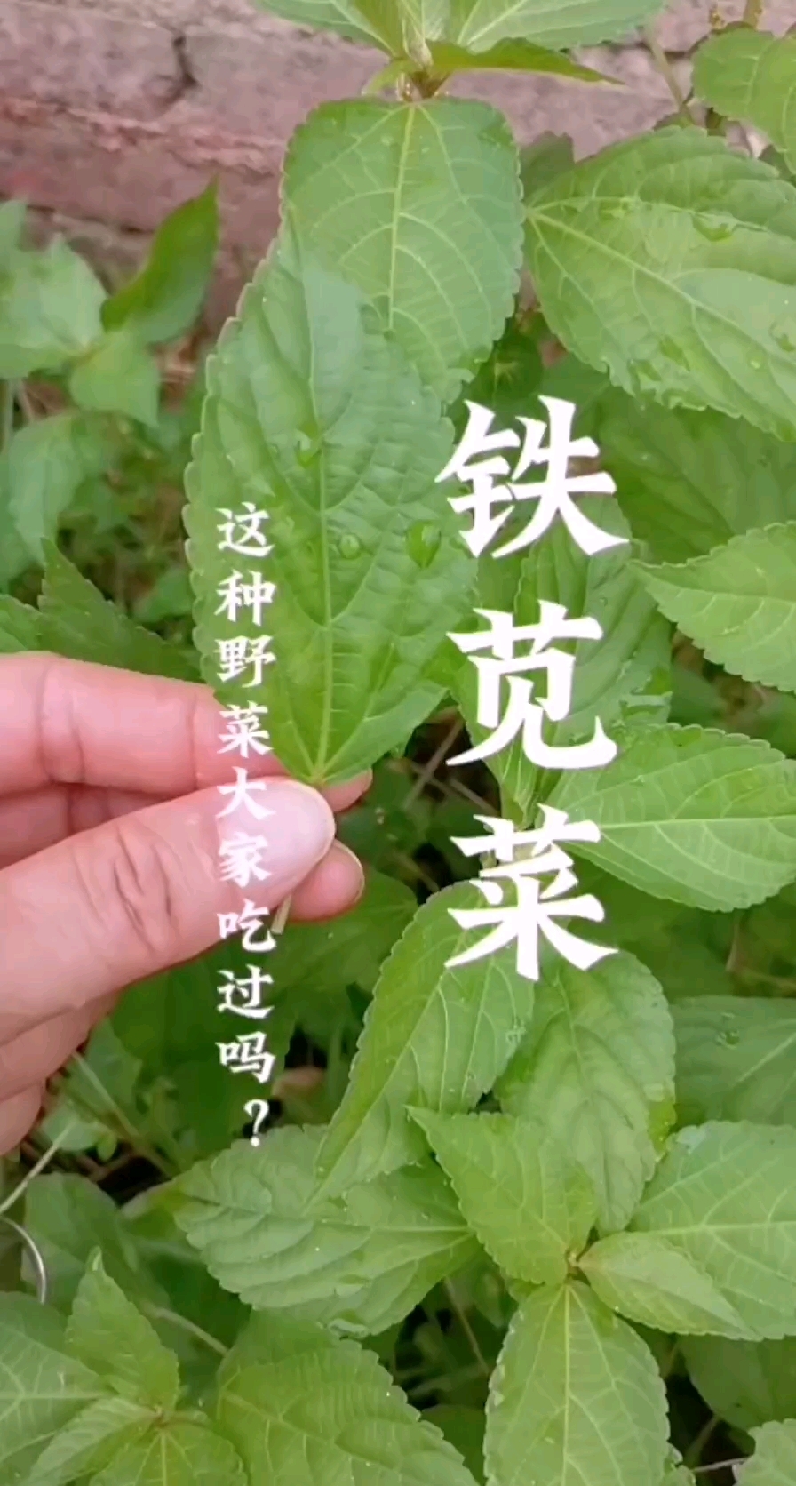 铁苋菜,这种野菜大家吃过吗