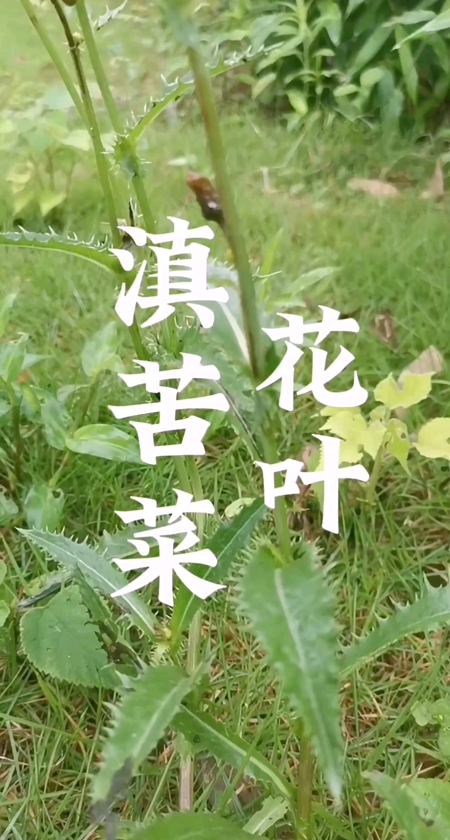 花叶滇苦菜,你的家乡叫它什么名字