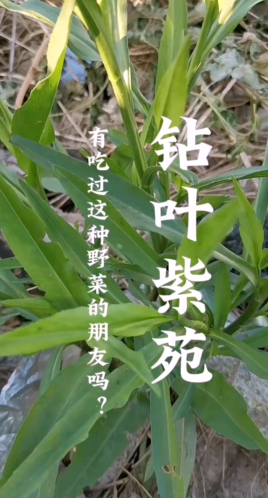 钻叶紫苑,你的家乡有这种植物吗