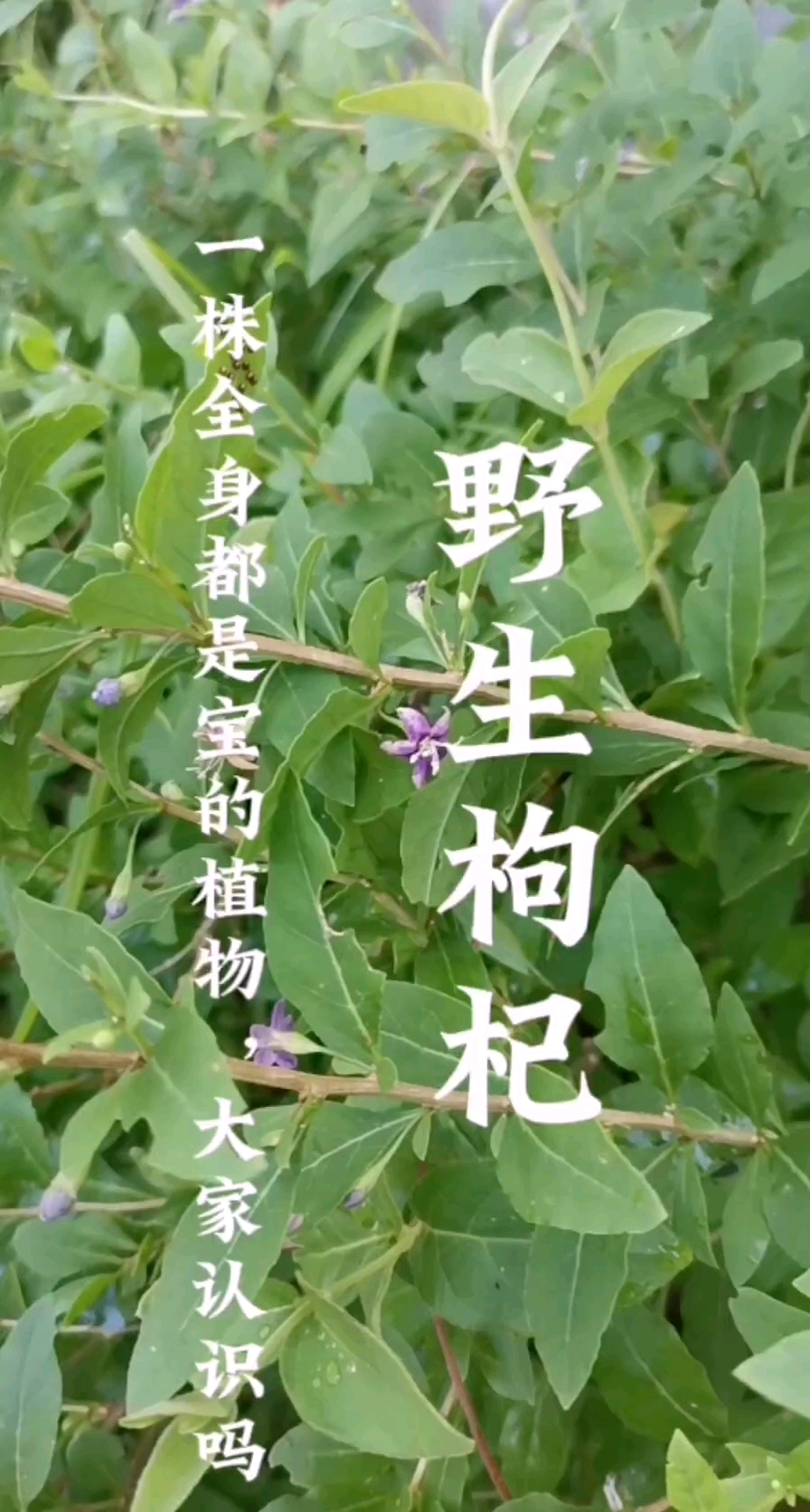 野生枸杞,这样一株全身都是宝的植物,大家认识吗?