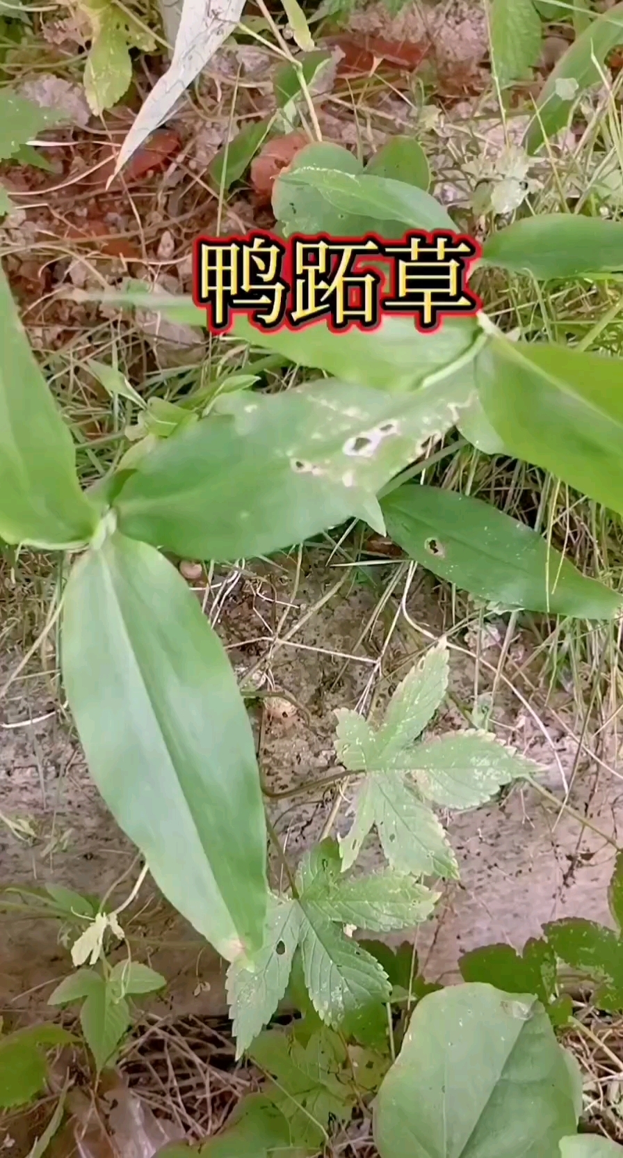 鸭跖草,大家知道它有哪些作用呀