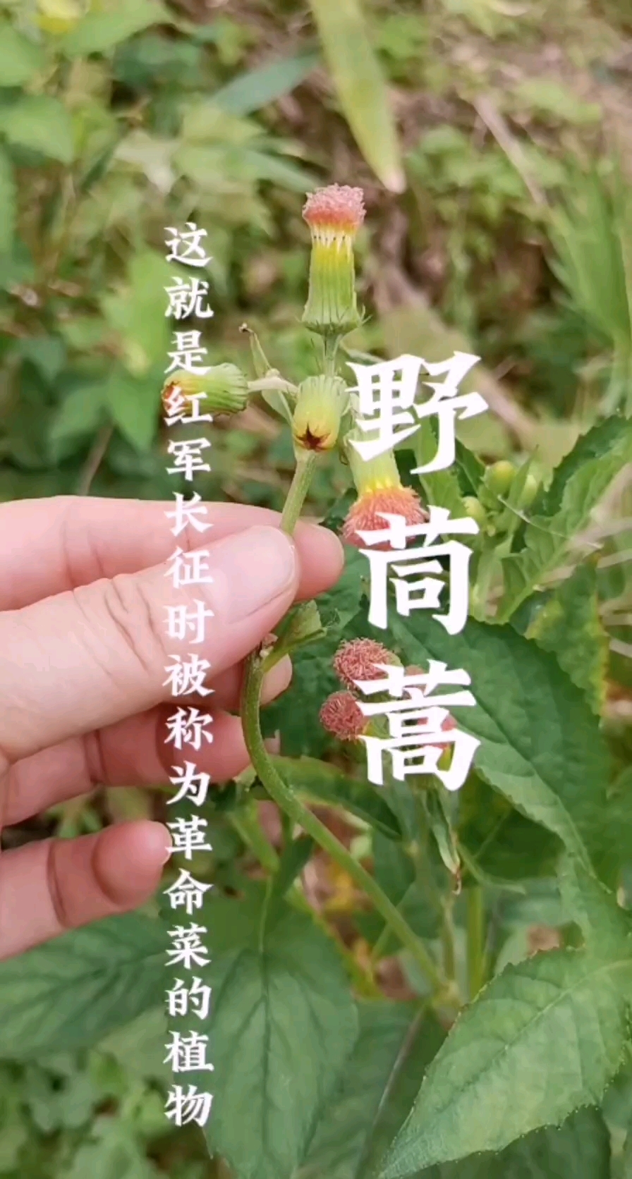 野茼蒿,这就是红军长征时被称为革命菜的植物