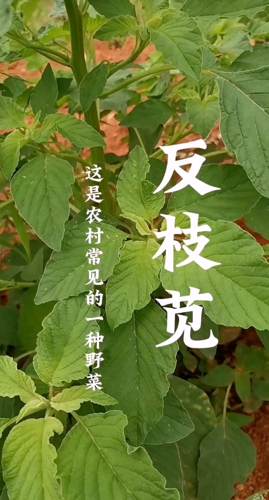反枝苋,野苋菜,有认识这种野菜的朋友吗