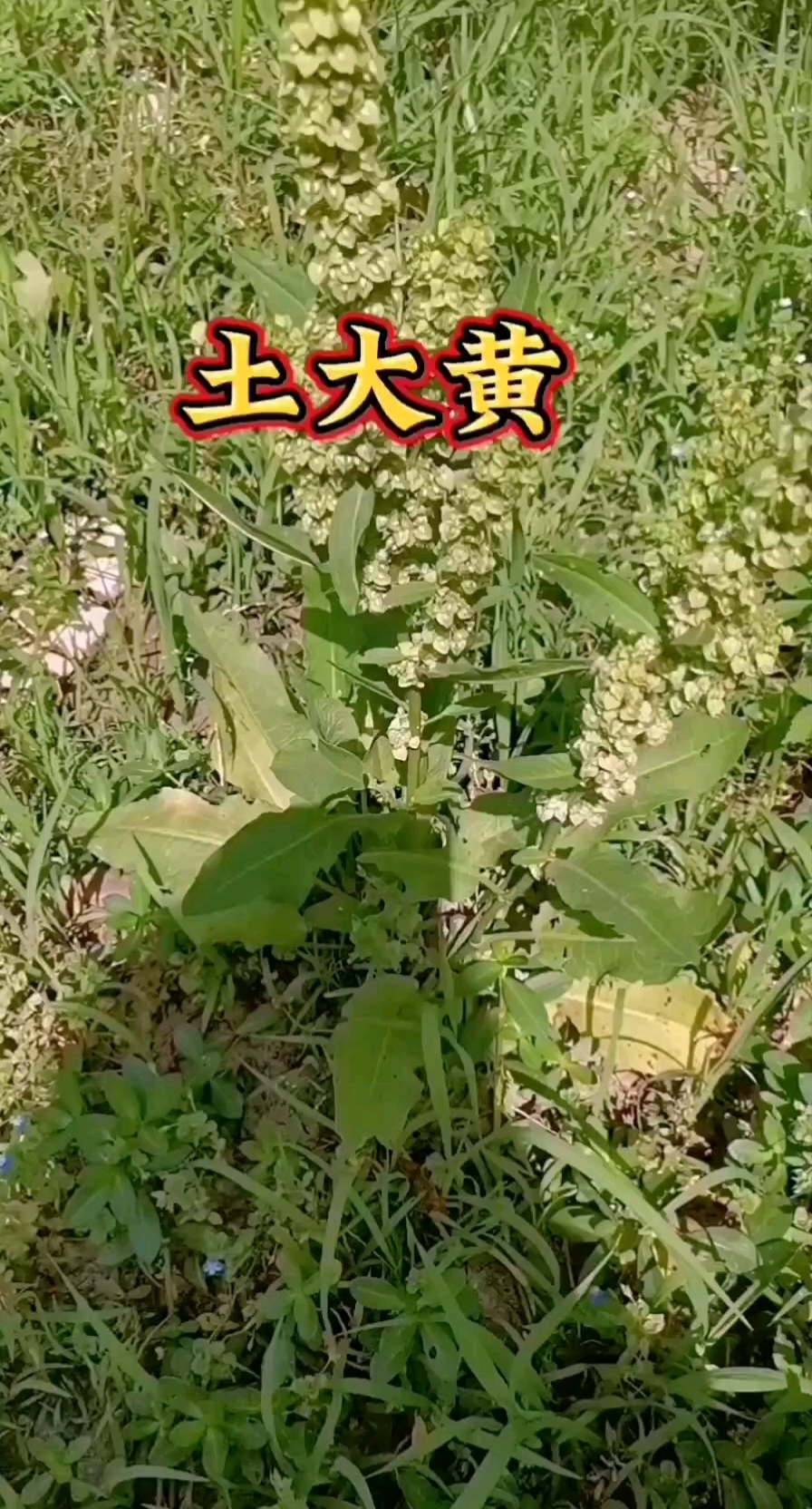 土大黄,牛都不吃的植物,但懂的人把它当宝