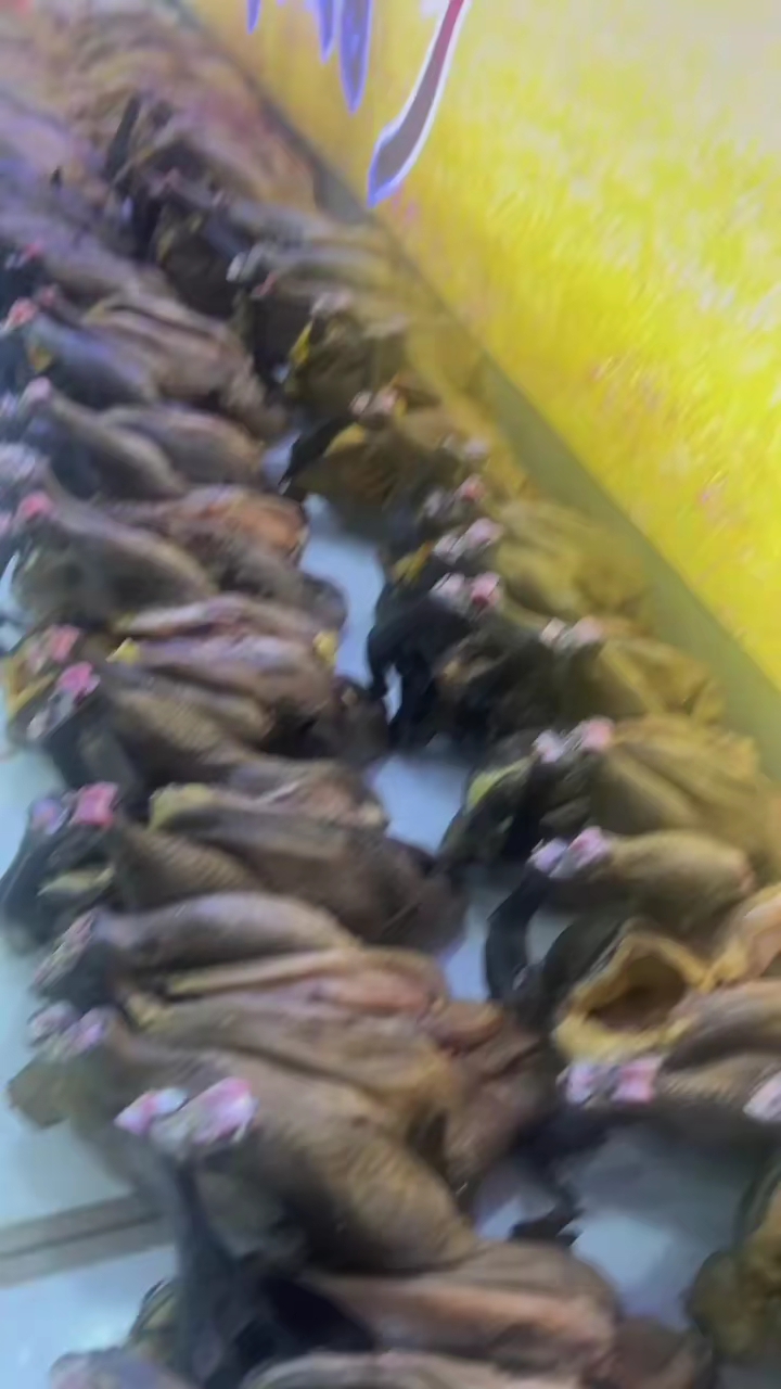 正宗土鸡土鸭,今天送发各地