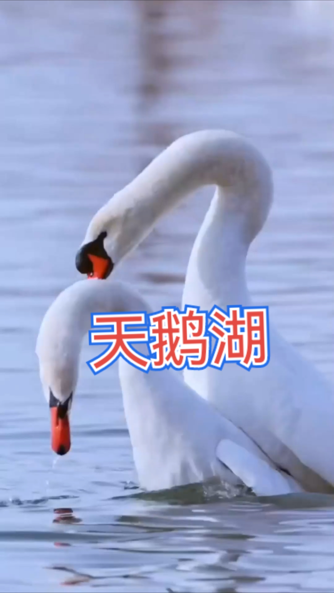 天鹅湖*天鹅舞