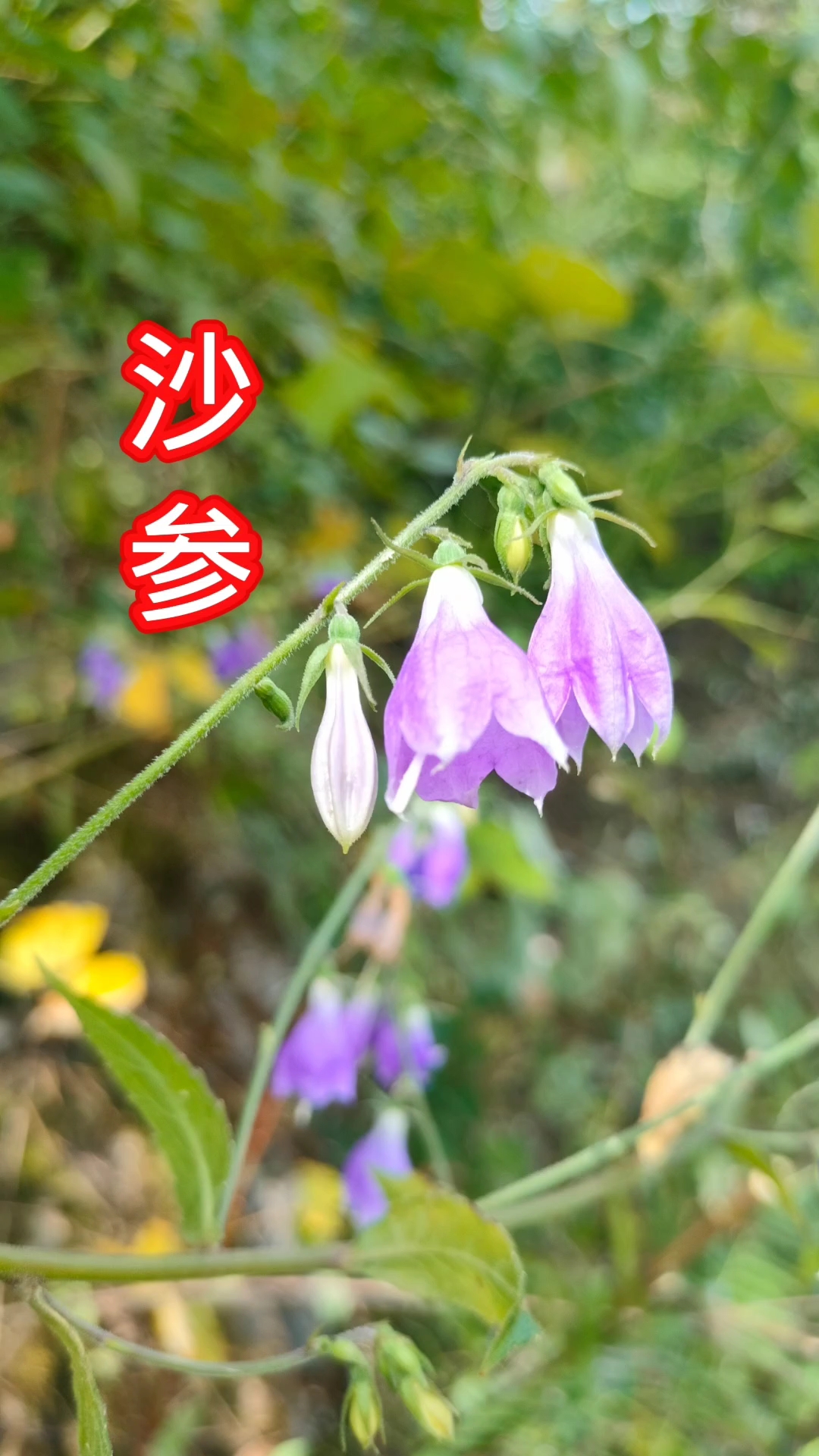 被叫做“毛鸡腿”的沙参,紫色花朵,你认识吗