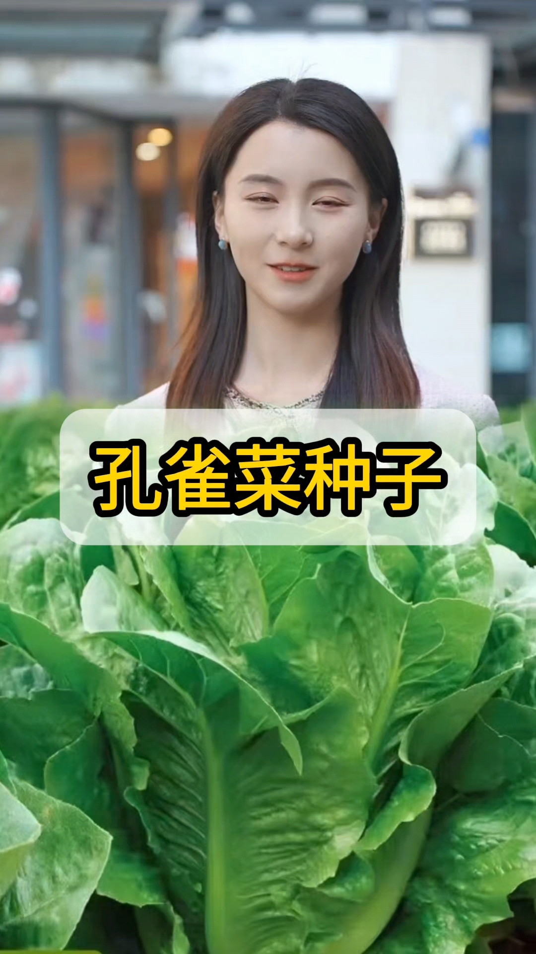 孔雀菜种子,喜欢吃青菜的可以种