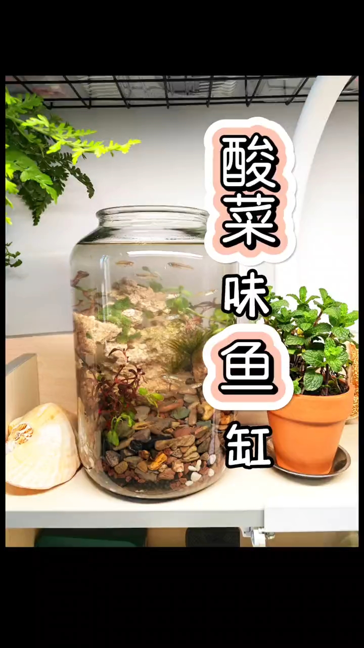捡了个酸菜缸，养鱼