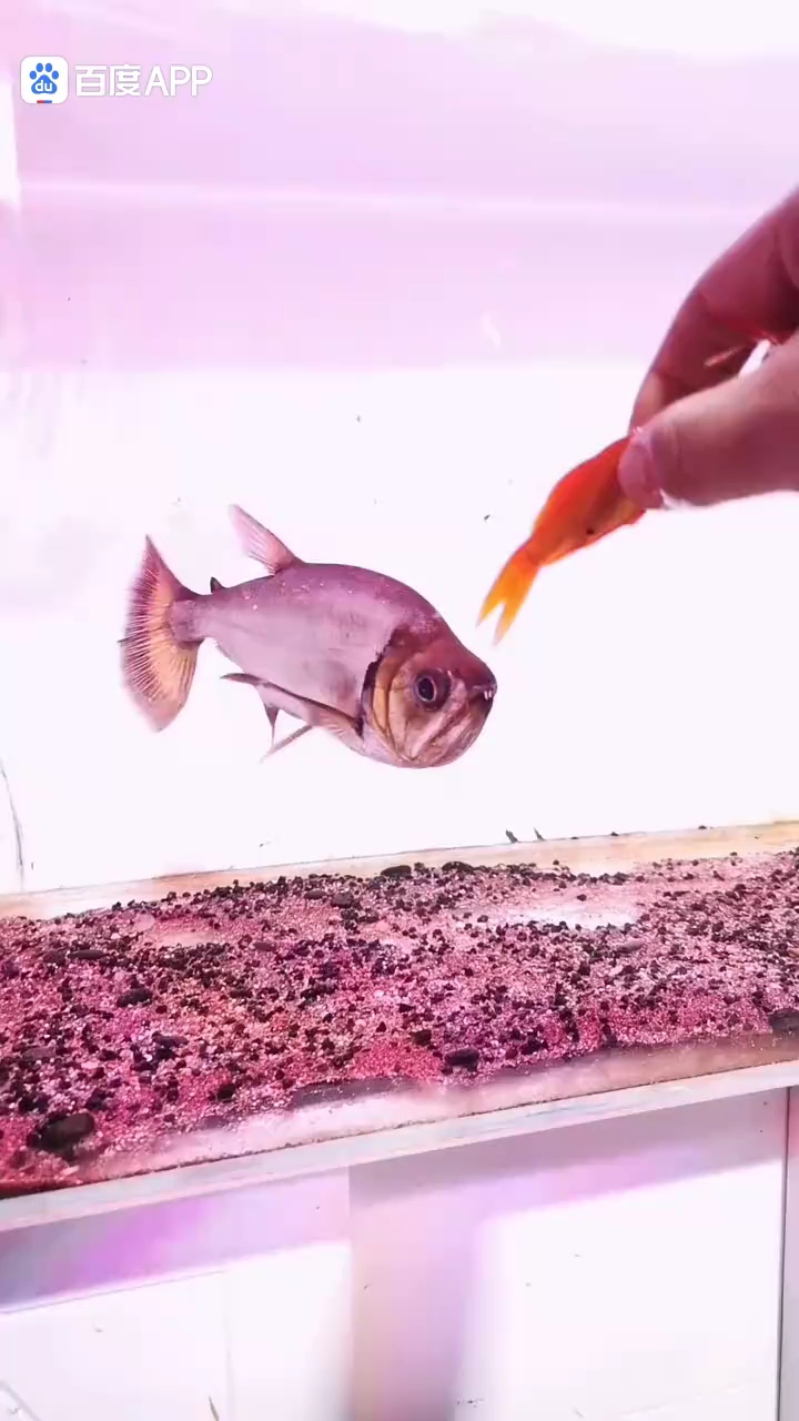 水狼巨脂鲤(巨暴牙鱼)捕猎金鱼。