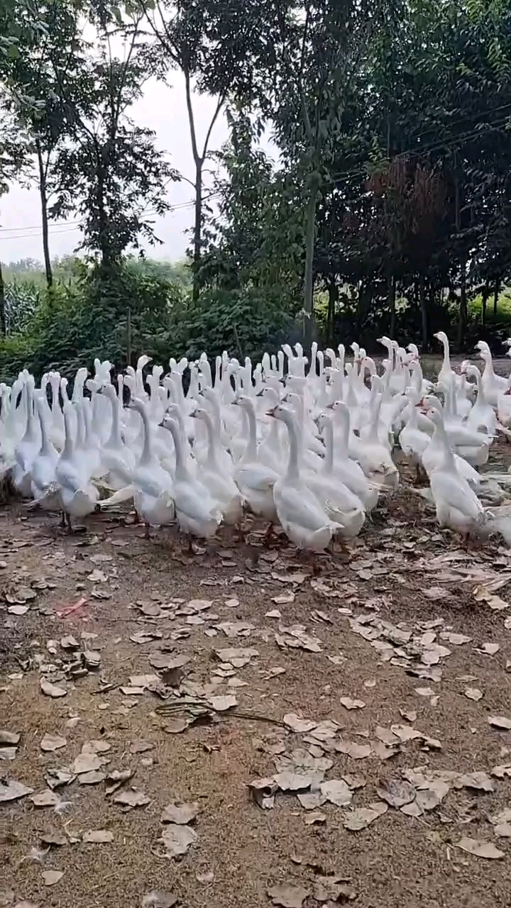 大鹅翅膀外翻的原因