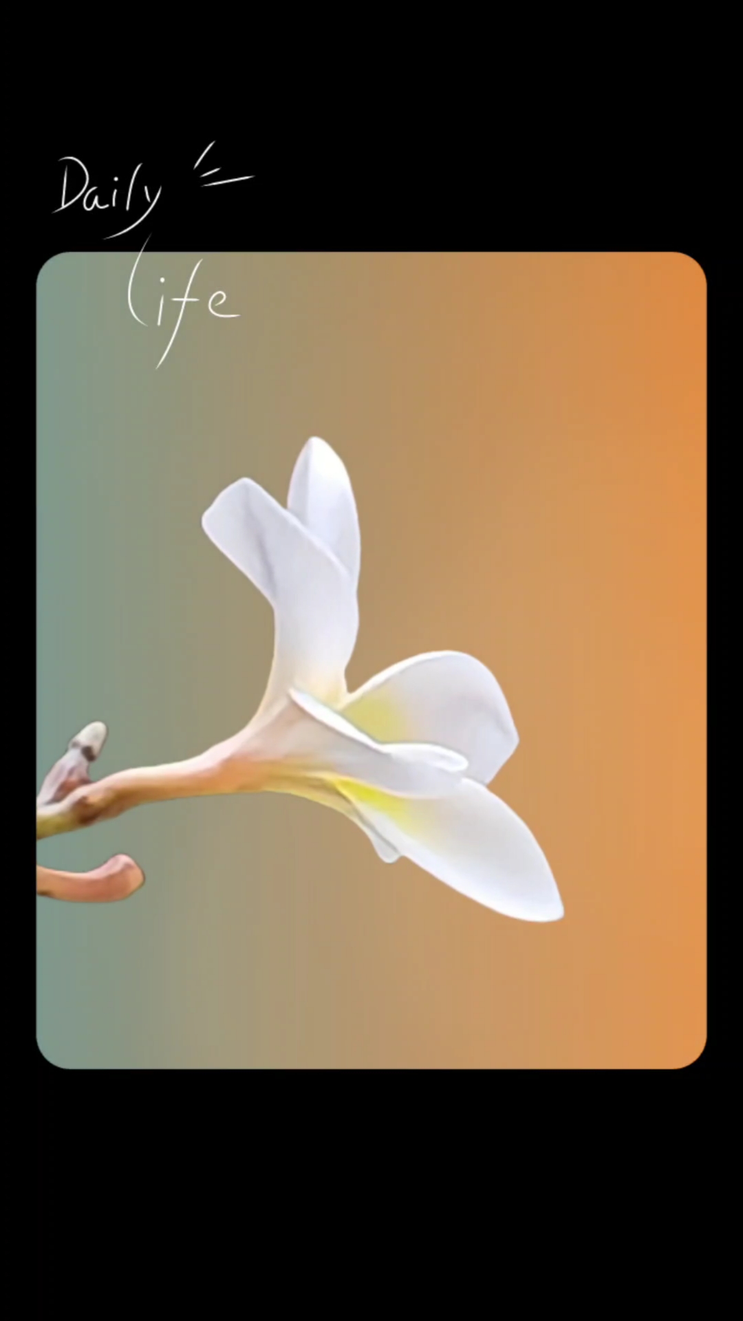 鸡蛋花颜色不同 花瓣形状不同 