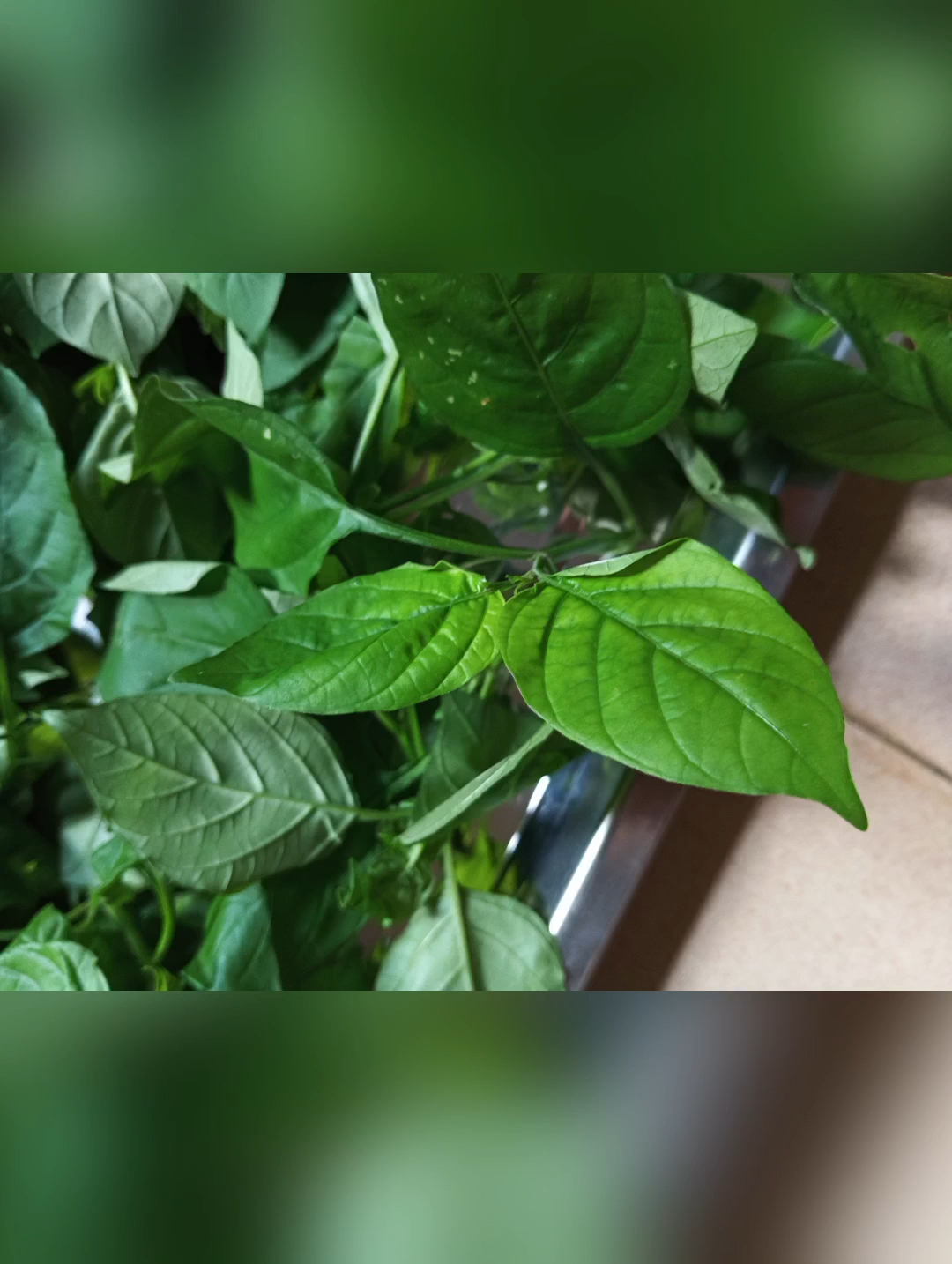 仙女菜,仙女菜,