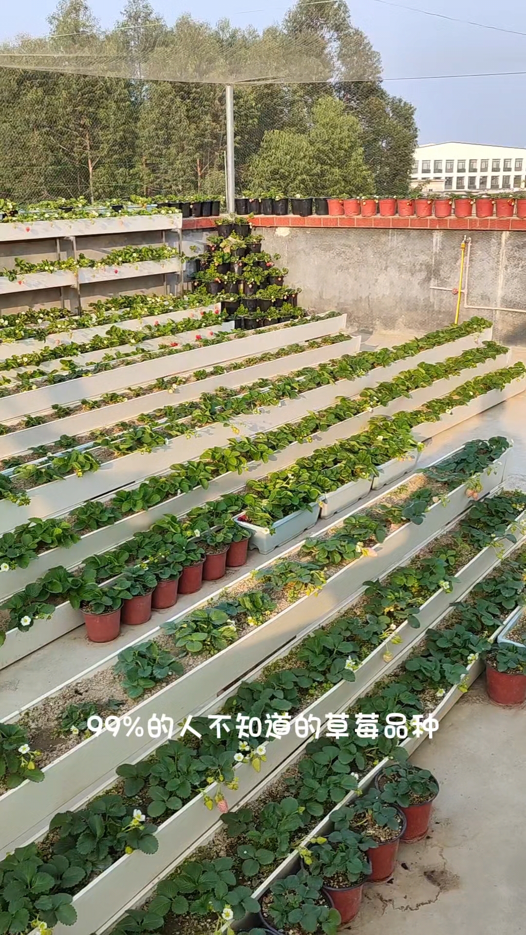 99%的人不知道的草莓品种