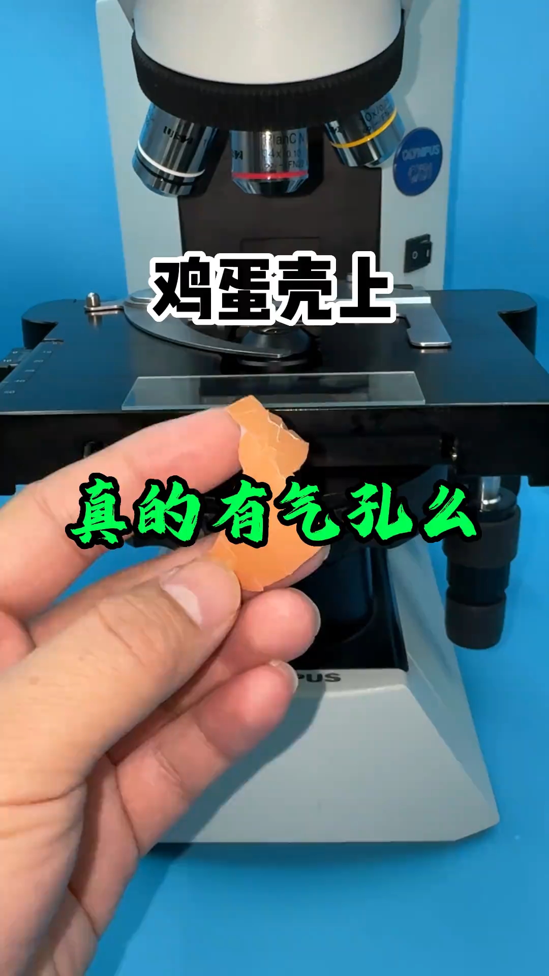 鸡蛋壳放大你见过么