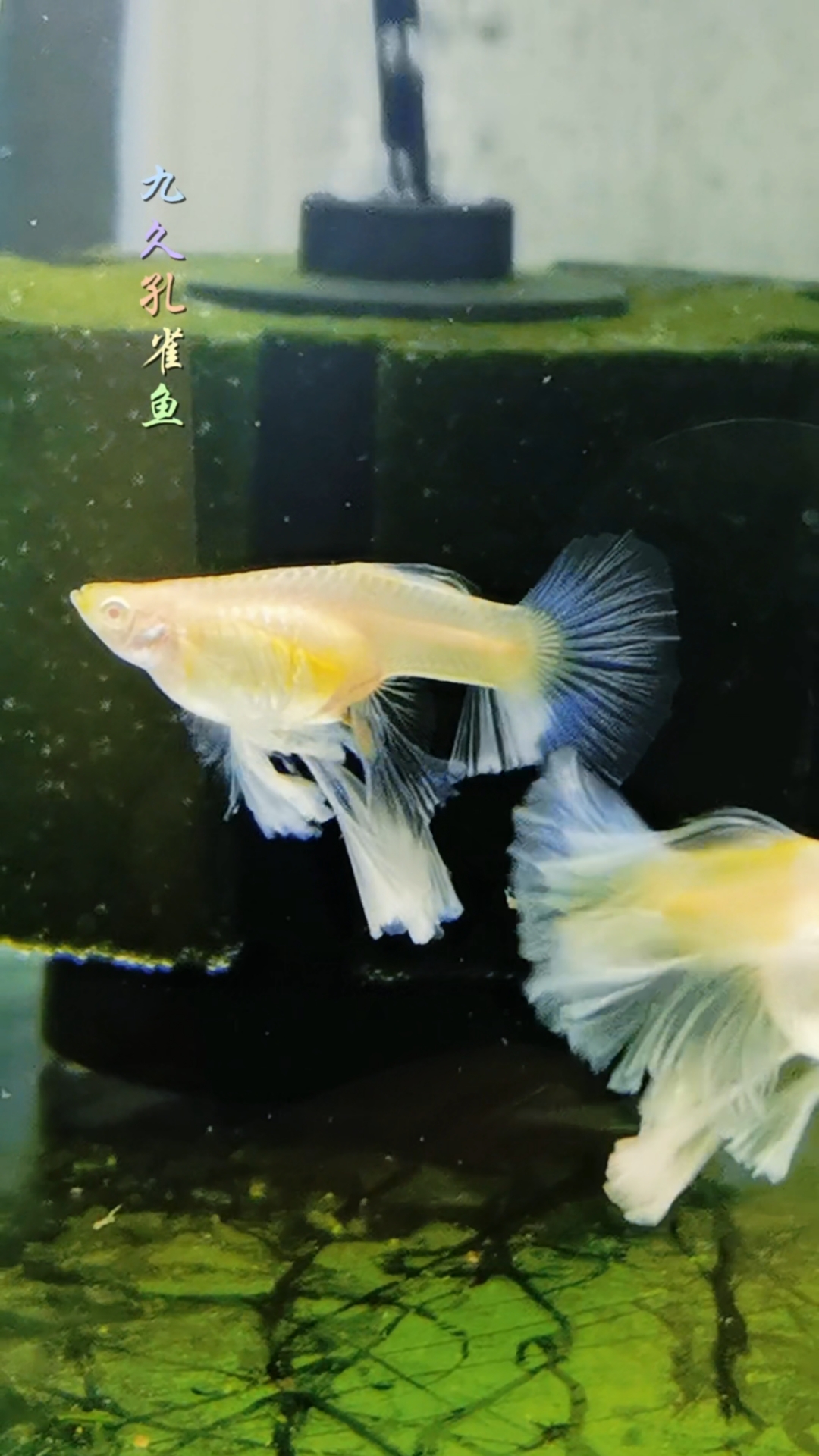 蓝白绣球孔雀鱼