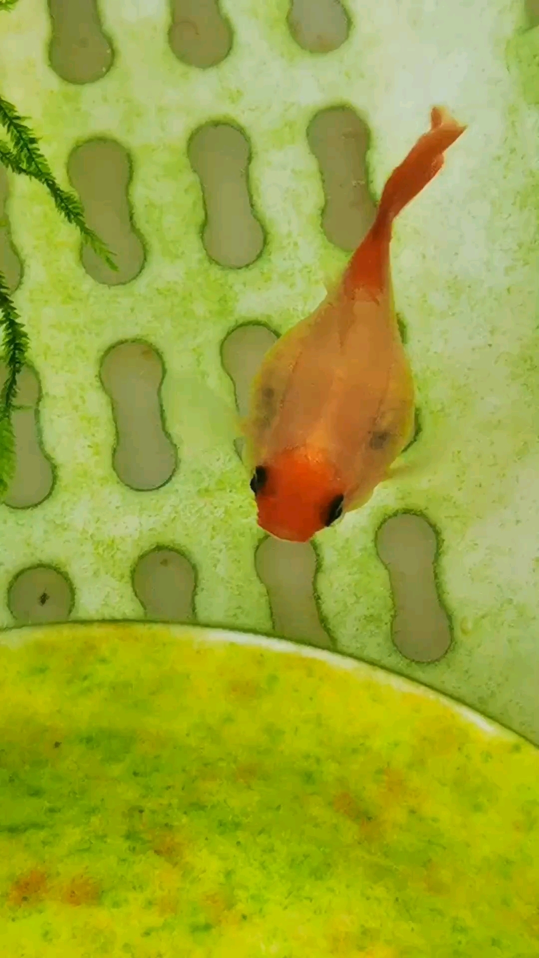 红头玻璃猫孔雀鱼