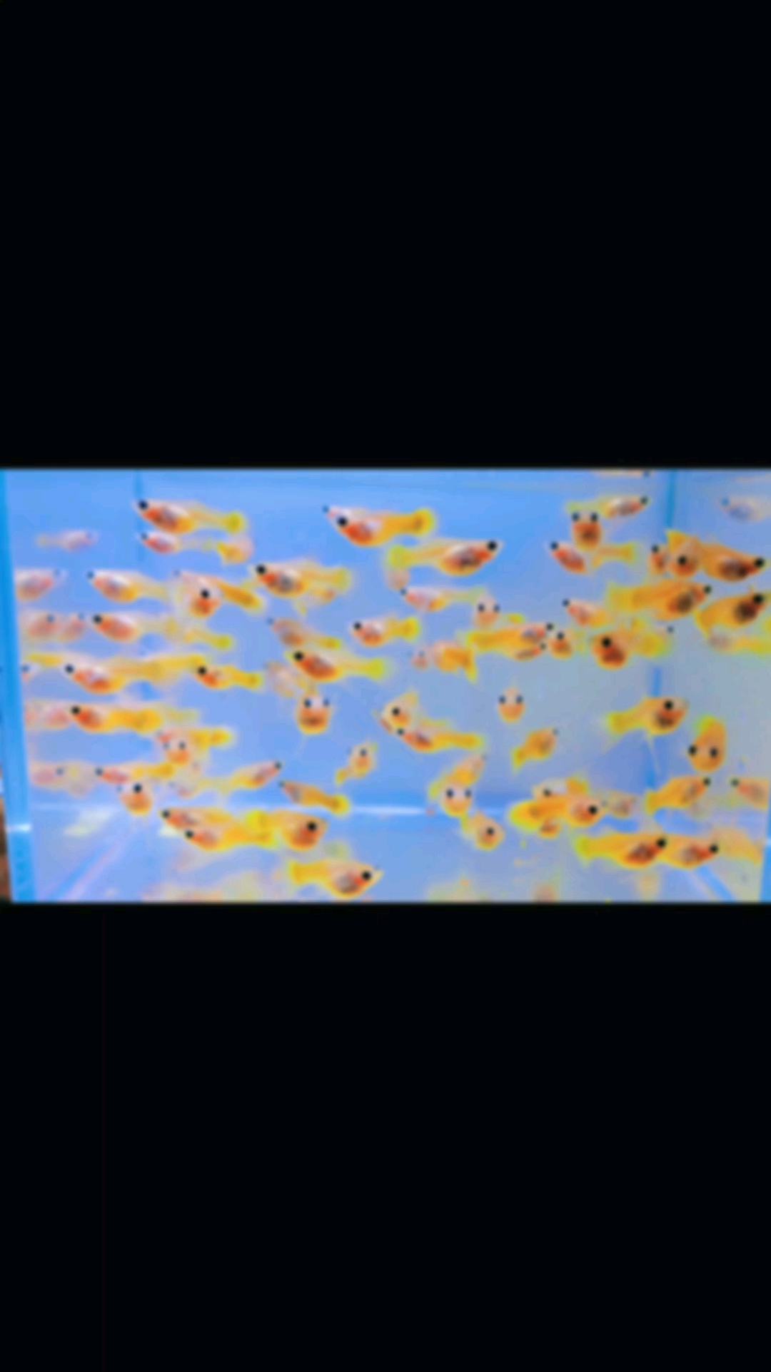 黄金玻璃猫孔雀鱼#鱼缸里的快乐# #养鱼日常打卡#