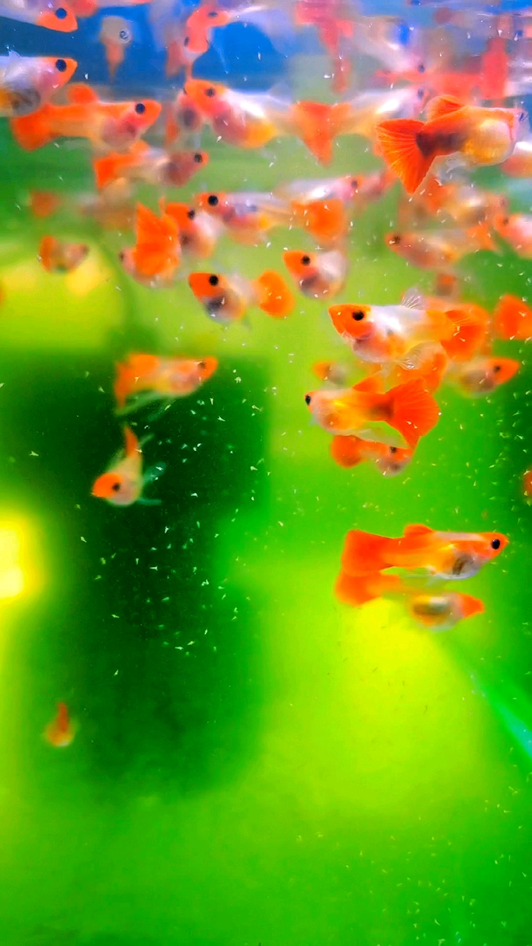 深海蓝玻璃猫孔雀鱼外加喜庆