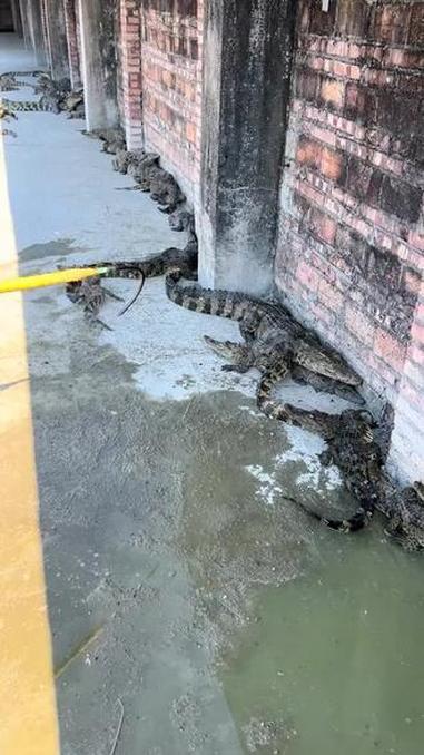 那两个小的是怎么回事？#人工合法养殖 #好大一条鱼 #正规鳄鱼养殖 #鳄鱼养殖场 #鳄鱼