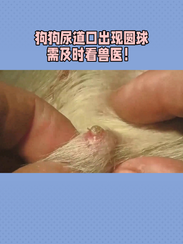 狗狗尿道口出现圆球?要及时带它去看兽医!