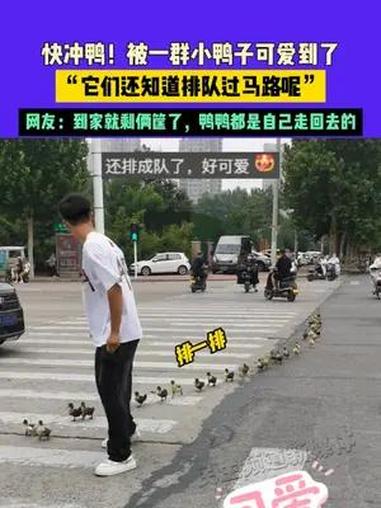 7月16日 河南,快冲鸭!被一群小鸭子可爱到了,“它们还知道排队过马路呢”,网友:到家就剩