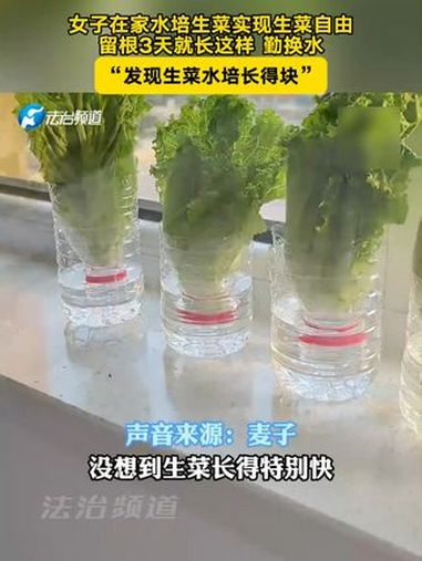 女子在家水培生菜实现生菜自由,留根3天就长这样 勤换水,“发现生菜水培长得块”