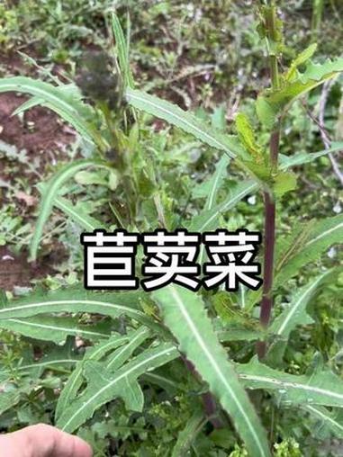 民间常用本草 #你们家乡有这种植物吗 #野生植物 #植物科普 #野菜#新农人计划