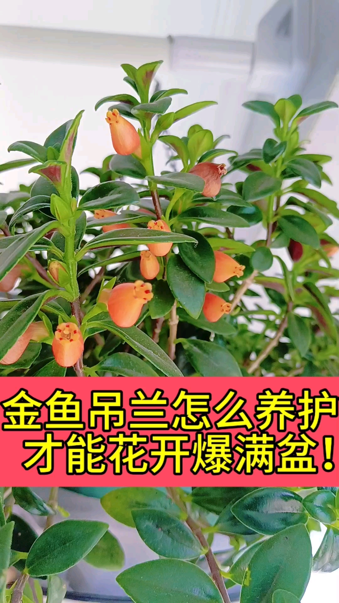 金鱼吊兰怎么养?
