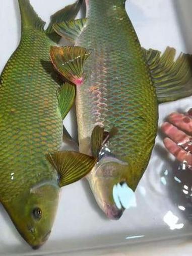 认识八种贵州溪流里的鱼 鱼 溪流鱼 原生鱼 贵州 保护野生动物