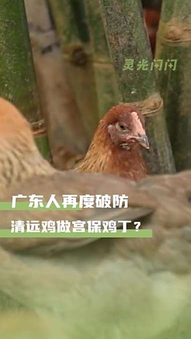 广东人看完天黑了,谁允许这么做清远鸡的!百厨大战 炙热游戏百厨大战 广东 清远鸡 用广东清