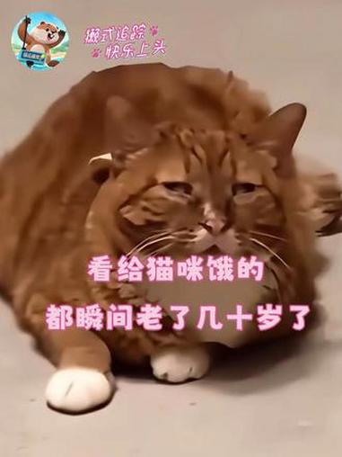 给描咪饿的年纪都上来了 #小猫 #表情包 #万万没想到 #萌宠出道计划 #猫猫