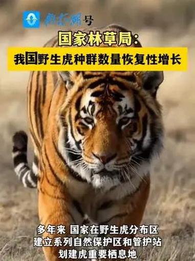 国家林草局:我国野生虎种群数量恢复性增长(来源:澎湃 编辑制作:小茜)野生虎