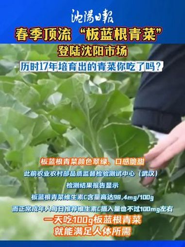 春季顶流“板蓝根青菜”登陆沈阳市场 历时17年培育出的青菜你吃了吗?板蓝根青菜
