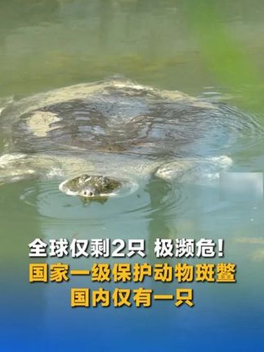 全球仅剩2只,极濒危!上方山森林动物世界内,中国国家一级保护动物斑鳖悠然自得地“划水”,这