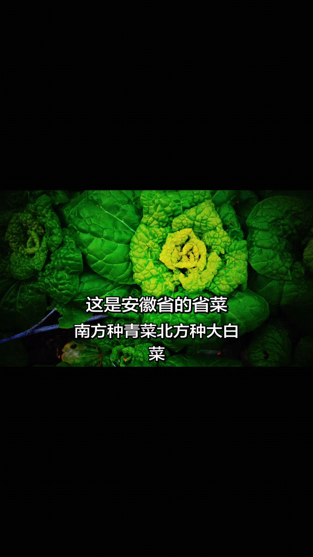 这是安徽省的省菜,南方种青菜,北方种大白菜