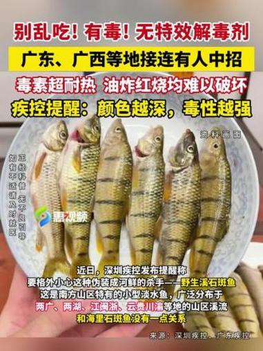 这种鱼别乱吃，有毒！两广接连有人中招 #野生溪石斑鱼 #河鲜 #食物中毒 #鱼籽鱼卵 #健